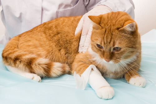 Hemorragia en los gatos: cómo actuar para minimizar los daños