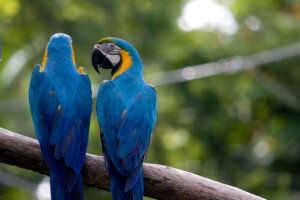 ¿Quieres que tu loro hable? Aquí te enseñaremos cómo hacerlo en 9 pasos