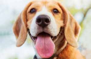 La nariz seca en el perro: ¿cuándo debes empezar a preocuparte?