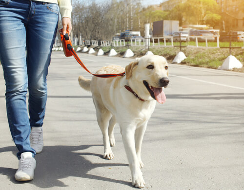 Pasear a tu perro