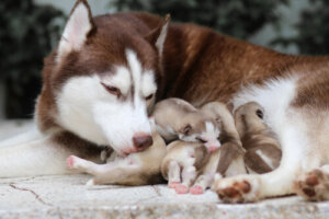 Una perrita enterró a sus cachorros vivos para salvarlos