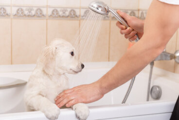 ¿Por qué los perros se quedan felices después del baño?
