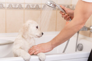 ¿Por qué los perros se quedan felices después del baño?