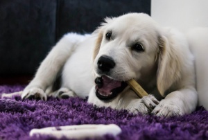 ¿Debo enseñarle a mi perro a comer despacio?