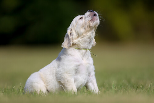 Aullido de los perros: ¿qué significan?