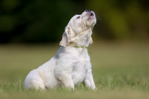 A puppy barking in the park.