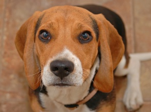 Por qué a los perros les lloran los ojos
