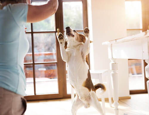 perro se pone contento