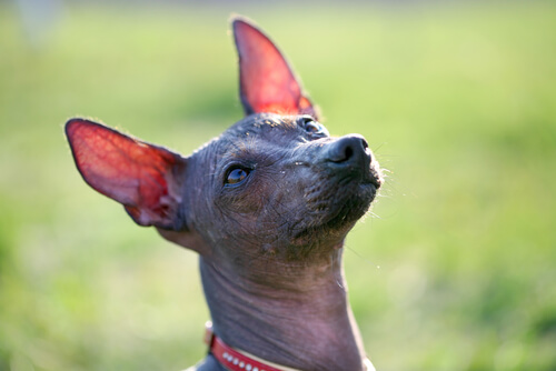 Todo sobre el perro sin pelo del Perú