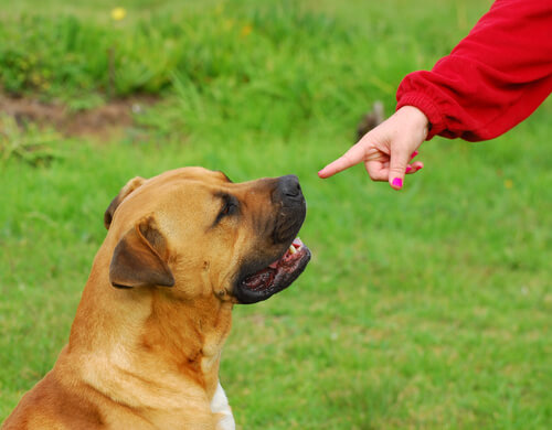 Un perro sordo aprende lenguaje de señas