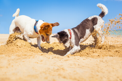 Perros rascando el suelo