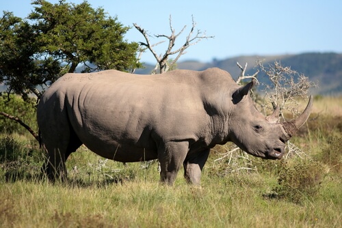 Rinoceronte en la selva