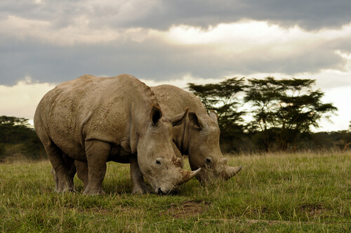 Muere uno de los cinco rinocerontes blancos del norte que quedan en el mundo