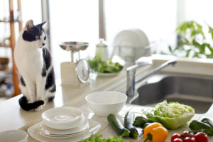 Salud para tu mascota e higiene para tu cocina