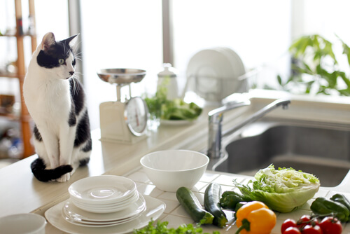 Salud para tu mascota e higiene para tu cocina