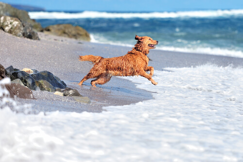 seguridad de tu perro.playa