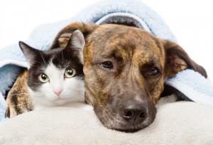 Antiinflamatorios en perros y gatos: riesgo mortal