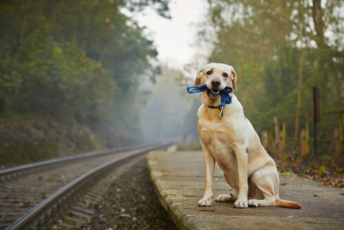 De viaje en tren con tu mascota. ¿Qué hay que tener en cuenta?
