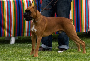 ¿Por qué los humanos empezaron a cortar el rabo a los perros?