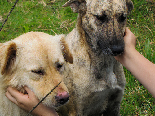 Two mixed breed dogs being petted
