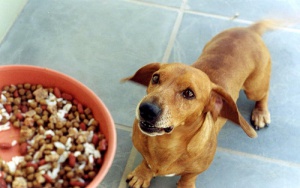 Receta de arroz con carne para perros pequeños