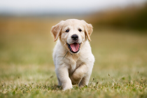 A labrador retriever puppy.