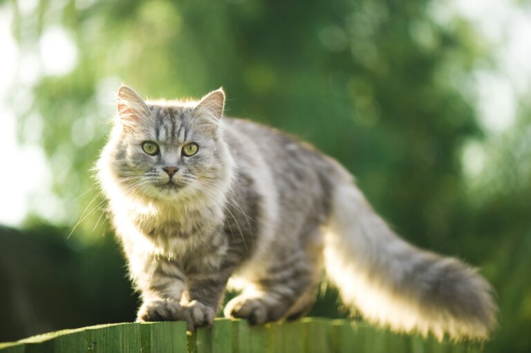 Curiosidades de los gatos