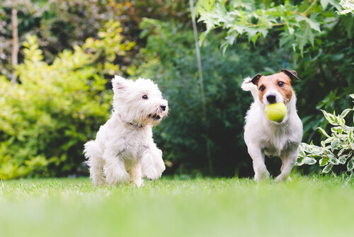 dos perros jugando