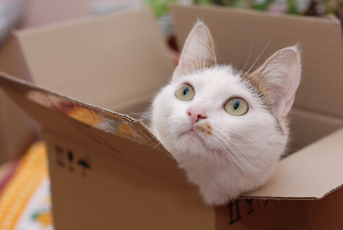 gatito caja