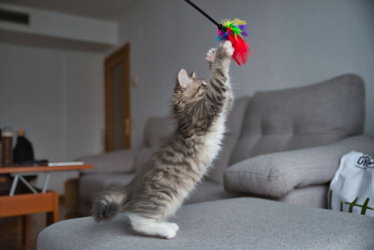 10 habilidades increíbles de los gatos