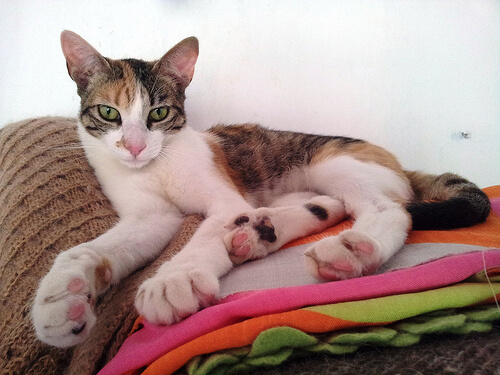 Cómo prevenir el aburrimiento en tu gato