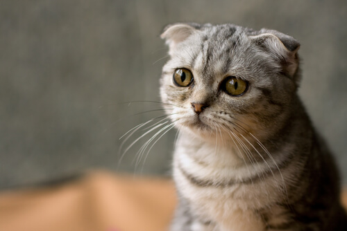 Por qué debes esterilizar a tu gato