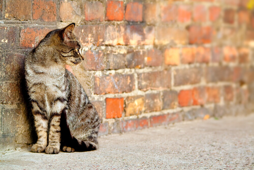gatos callejeros