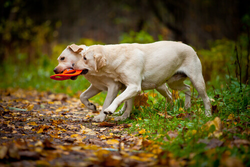El labrador es una raza de perro originaria de Terranova.
