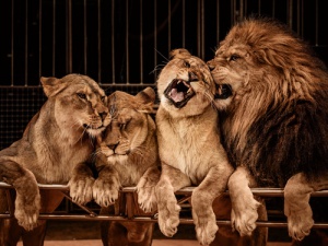 El enriquecimiento ambiental en grandes felinos