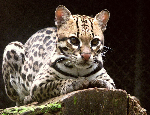 Ocelote: características, comportamiento y hábitat