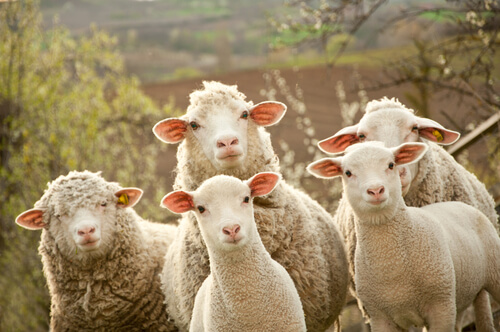 La reproducción de las ovejas