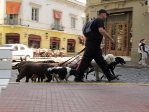 Qué observar en un paseador de perros