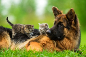 Una perrita adopta a unos cachorros de gato