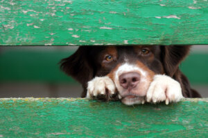 ¿Crees que es posible averiguar si un perro ha sido maltratado?