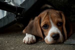 ¿A qué edad se producen más abandonos de perros?