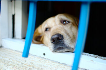 ¿Por qué las personas abusan de los animales?