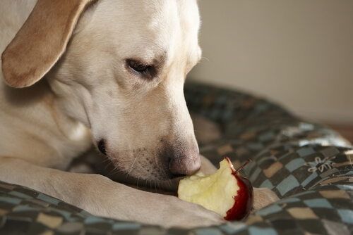 perro come manzana