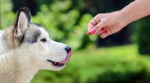 Descubre por qué algunos perros mastican mal la comida