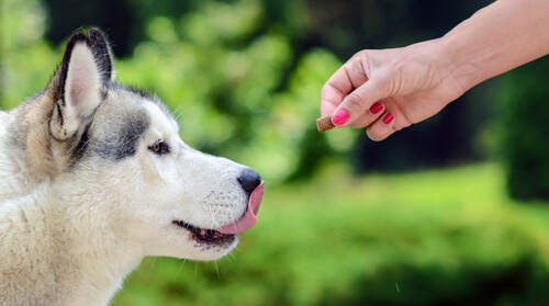 Descubre por qué algunos perros mastican mal la comida