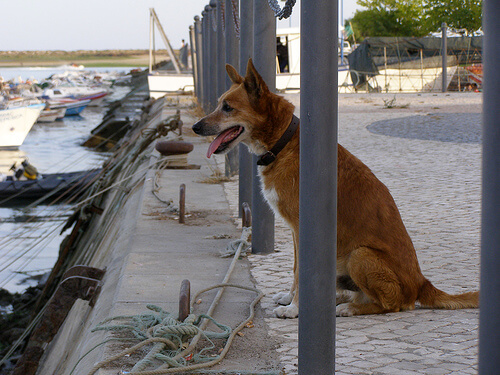 Si tu perro te es fiel, ¿por qué no corresponder con el mismo amor?