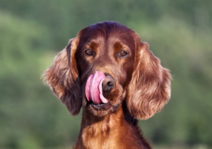 Los beneficios de la miel para los perros