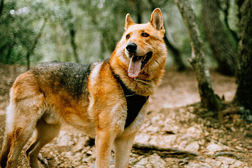 A happy dog.