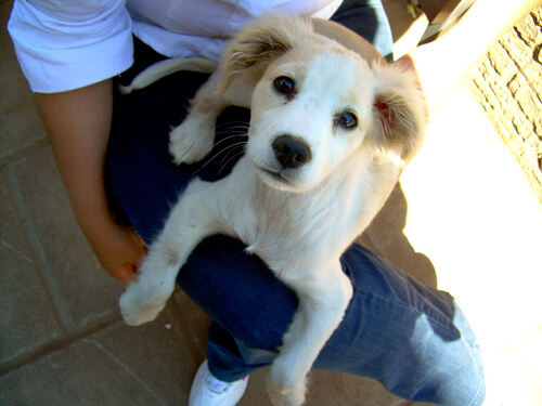 Tú no tienes un perro, ¡él te tiene a ti!