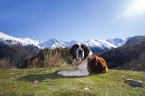 10 causas que acortan la vida de tu perro